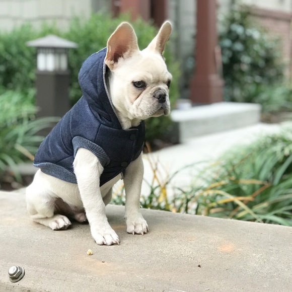 Winter Dog Coat - Picture 2 of 3